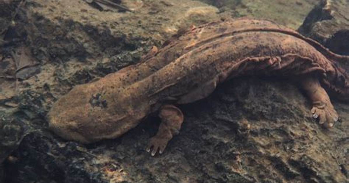 Is a Hellbender Dangerous?