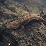 Is a Hellbender Dangerous?