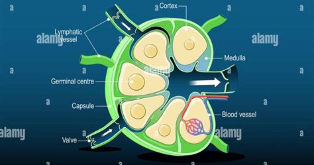 Is a Lymph Node?