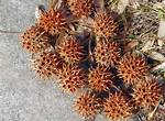 Is a Monkey Ball Tree?