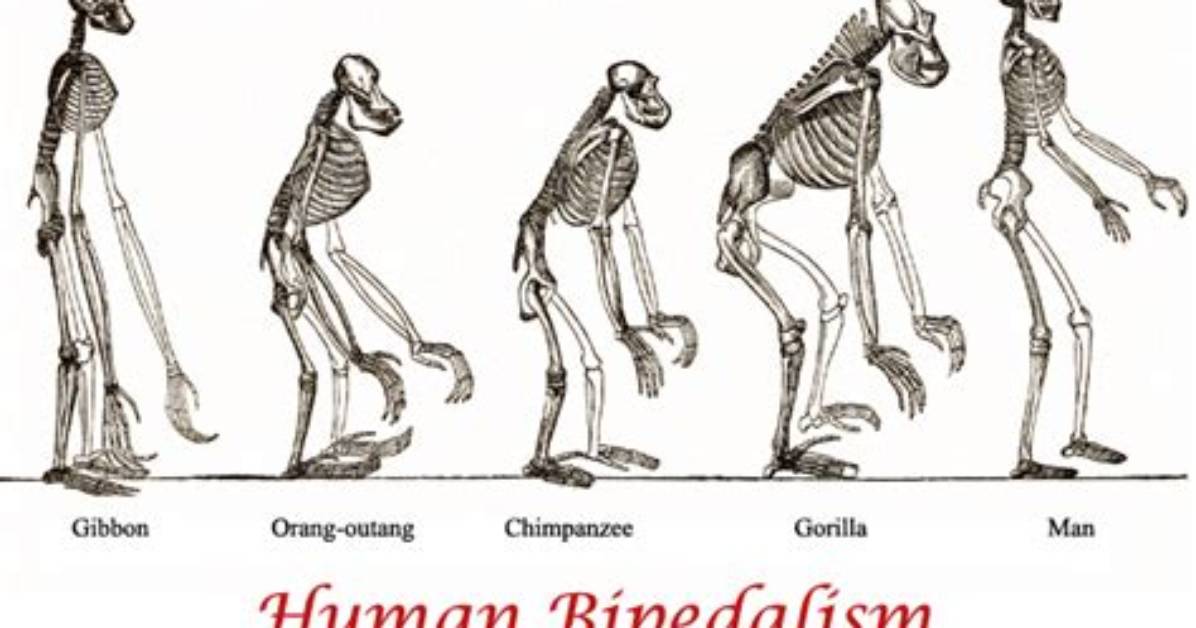 Is a Monkey Bipedal?