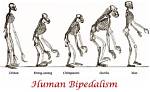 Is a Monkey Bipedal?