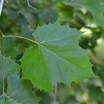 Is a Sycamore