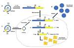 Is a Virus Self Replicating?