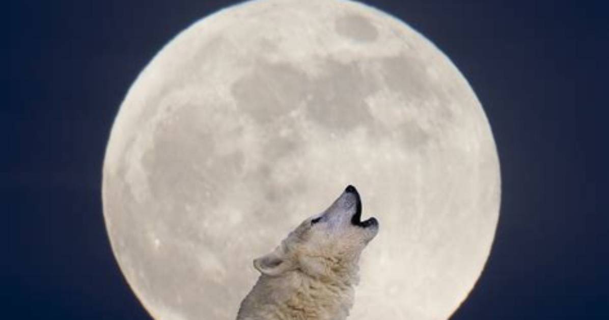 Is a Wolf Moon?