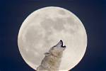 Is a Wolf Moon?