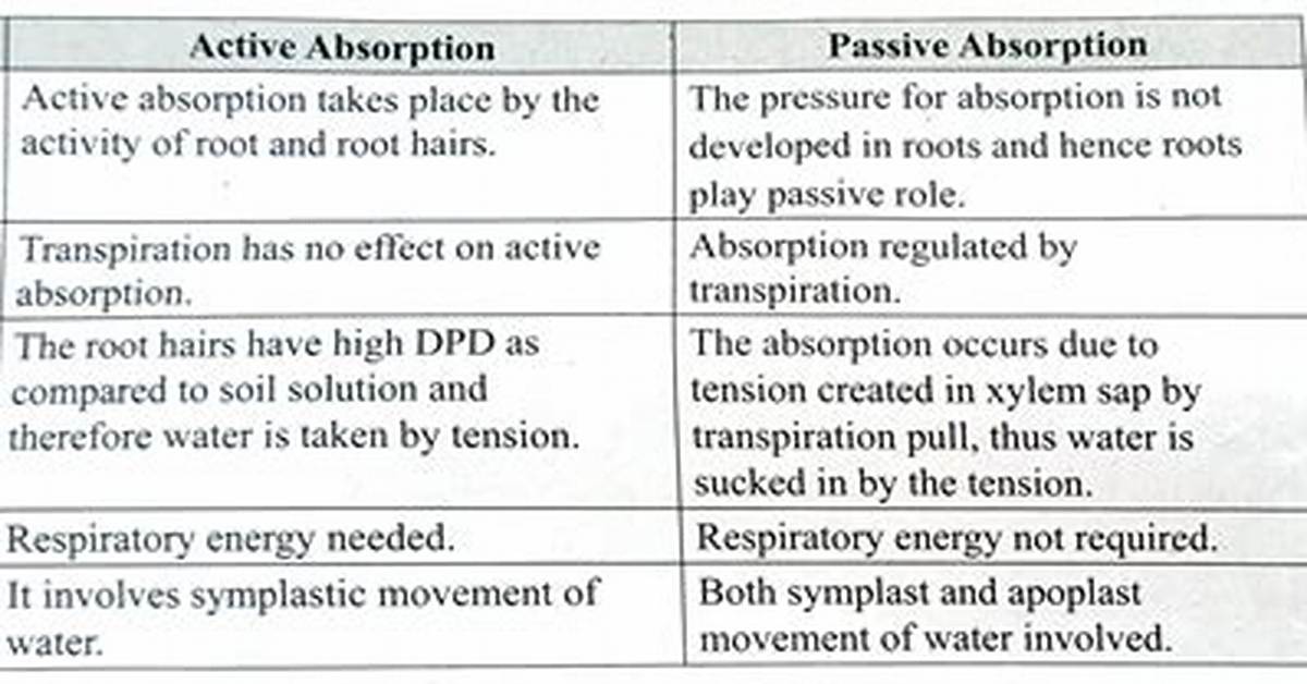 Is Absorption Active or Passive?