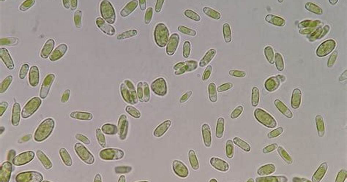 Is Algae a Bacteria?