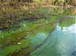 Is Algae Bad for Streams