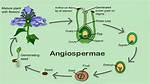 Is Angiospermae a Division?