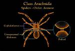 Is Arachnida a Class?
