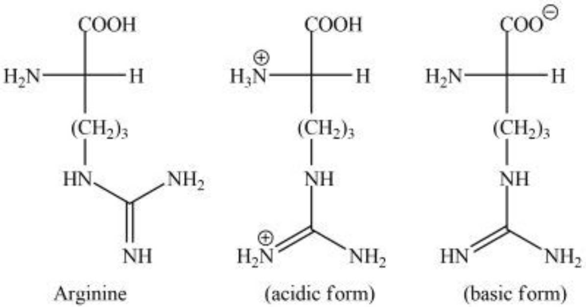 Is Arginine Acidic or Basic