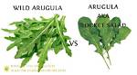 Is Arugula Same as Rocket