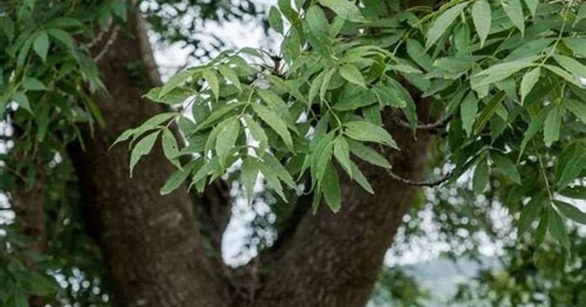 Is Ash a Native Tree