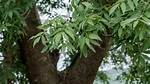 Is Ash a Native Tree