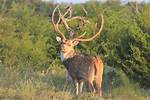Is Axis a Deer?