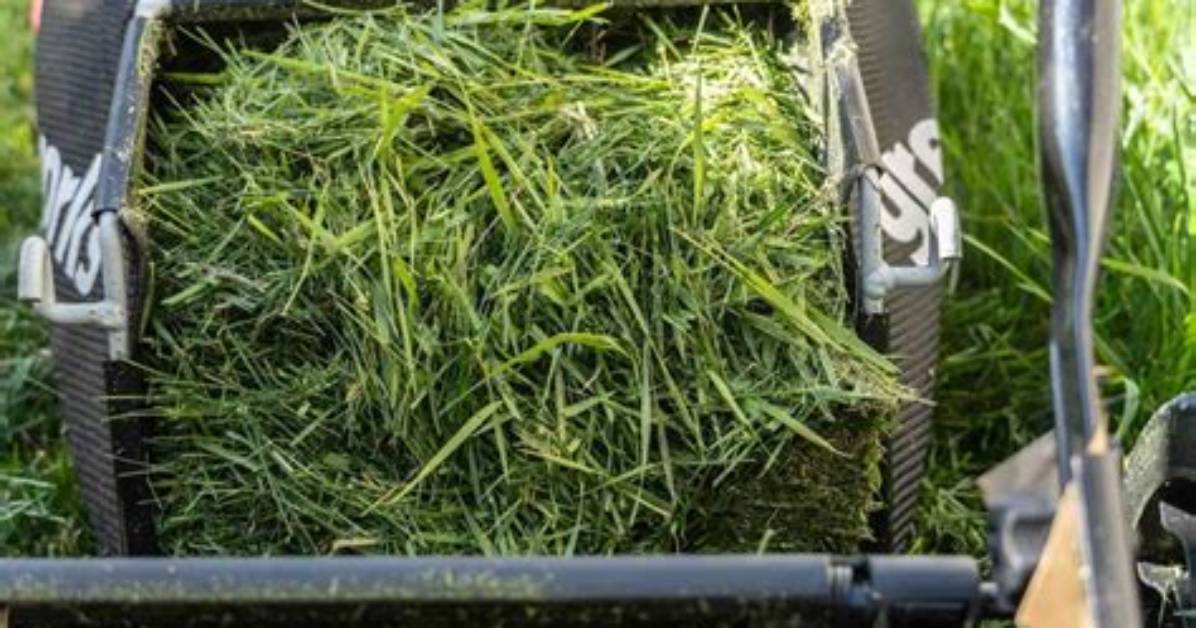 Is Bagging Grass Good