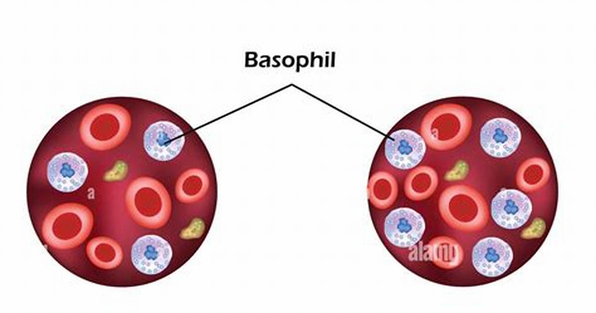 Is Basophils 0 Normal?