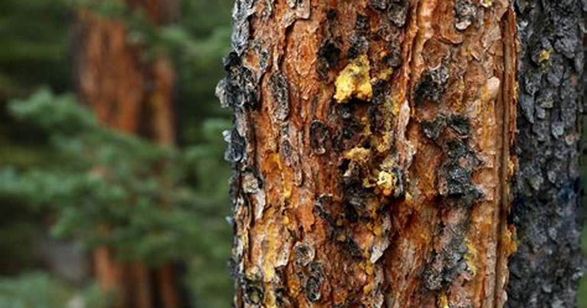 Is Beetle Kill Pine Safe