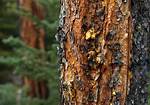 Is Beetle Kill Pine Safe