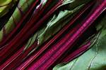 Is Beetroot a Root or Stem