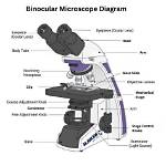 Is Binocular a Microscope?