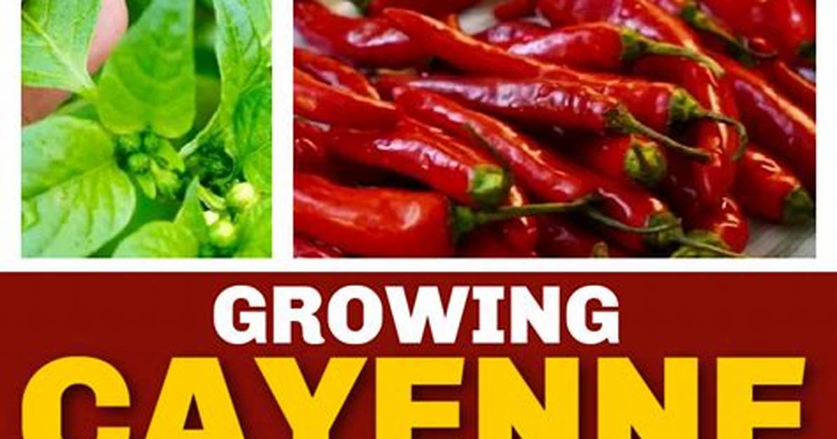 Is Bird Pepper the Same as Cayenne Pepper?