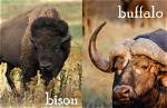 Is Bison Same as Buffalo?