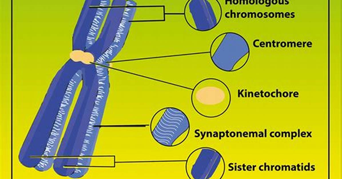 Is Bivalent Same as Synaptonemal Complex?