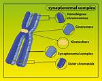 Is Bivalent Same as Synaptonemal Complex?