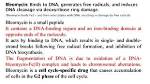 Is Bleomycin Cell Cycle Specific?