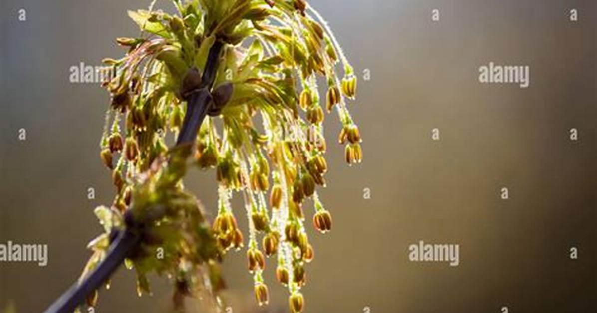 Is Box Elder Invasive