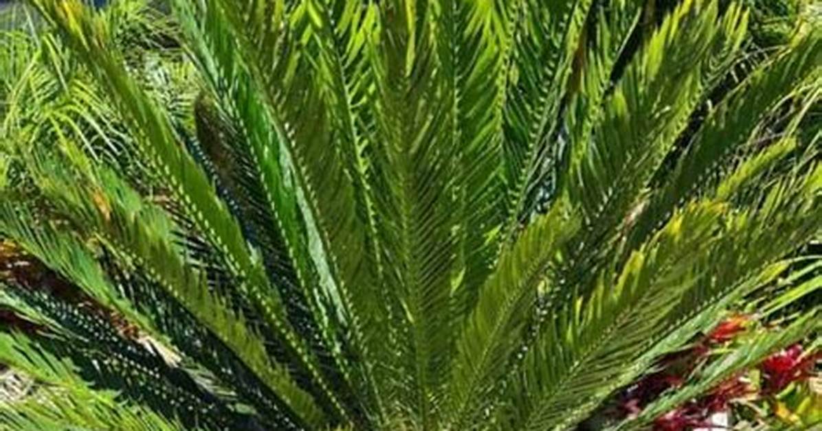 Is Bread Palm a Tree?