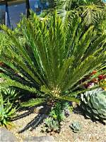 Is Bread Palm a Tree?