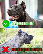 Is Brindle a Adjective?