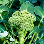 Is Broccoli Alive?