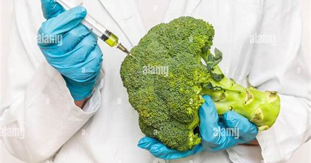 Is Broccoli Genetically Modified?