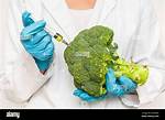 Is Broccoli Genetically Modified?