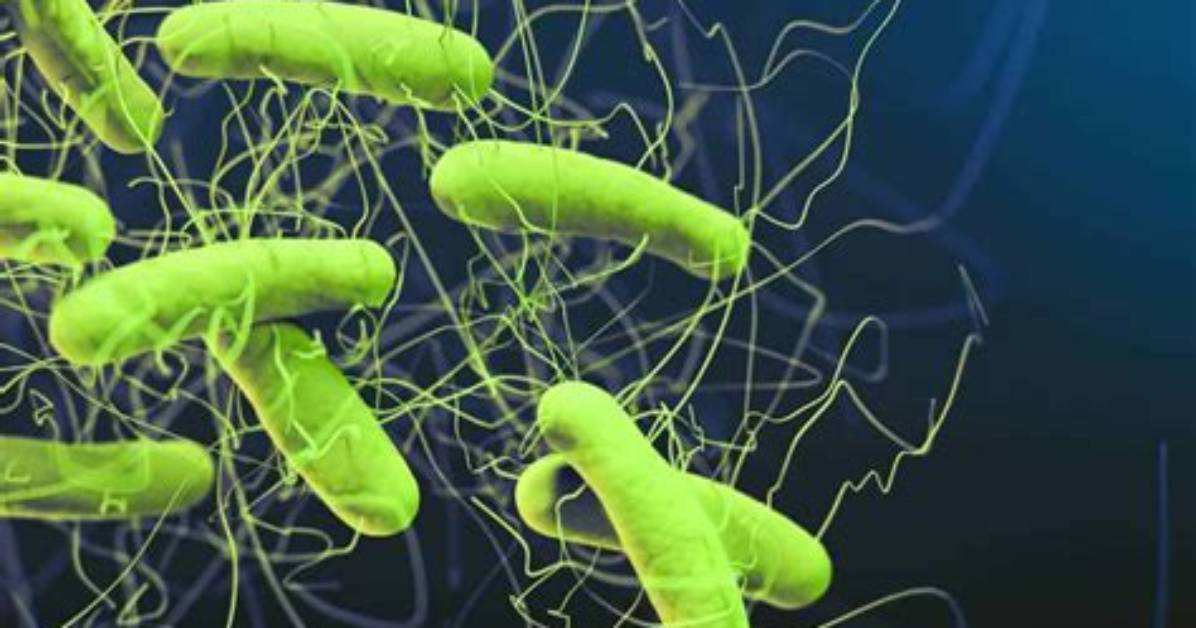 Is C Diff a Bacteria?