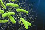 Is C Diff a Bacteria?