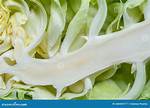 Is Cabbage a Leaf or Stem?