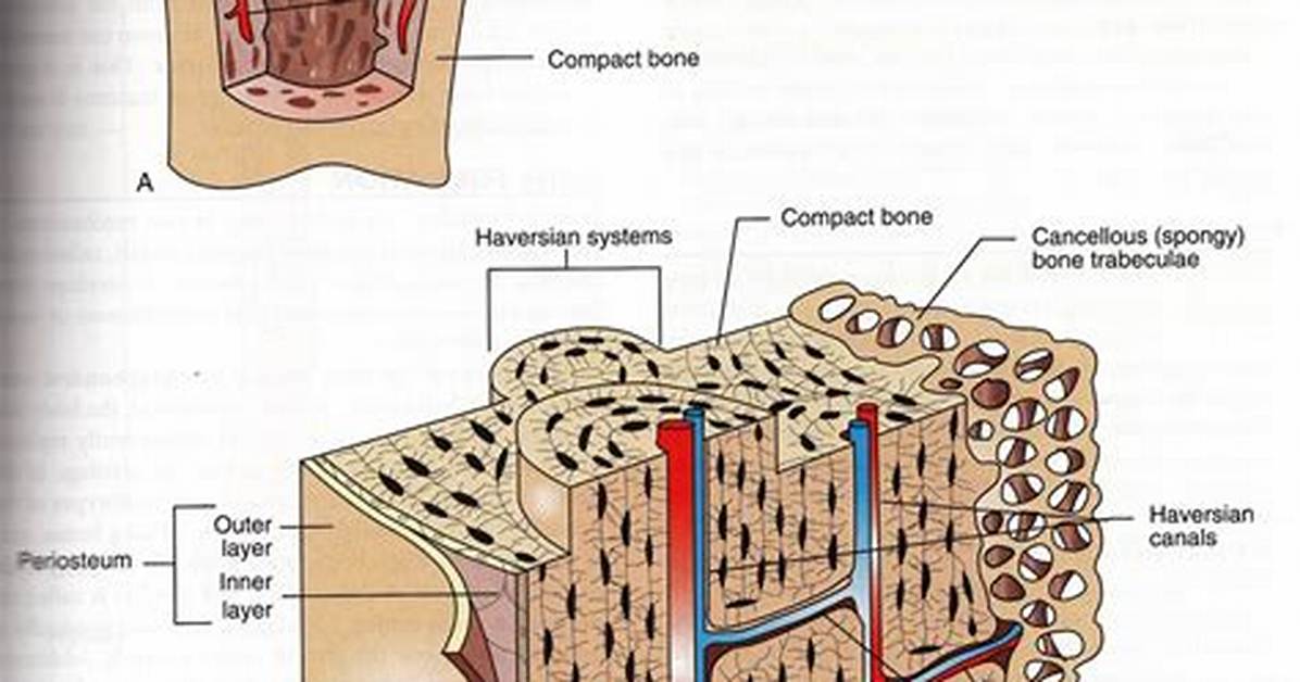 Is Cancellous Bone Compact?