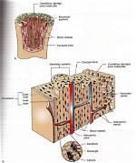 Is Cancellous Bone Compact?