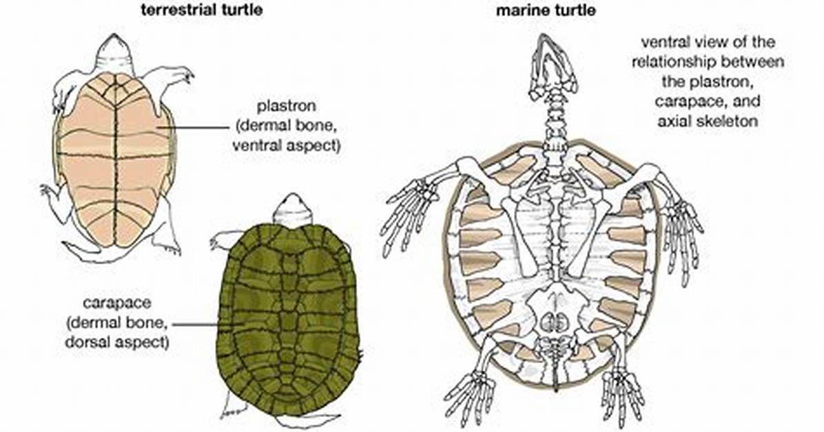 Is Carapace a Shell?