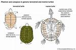 Is Carapace a Shell?