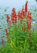 Is Cardinal Flower Native?