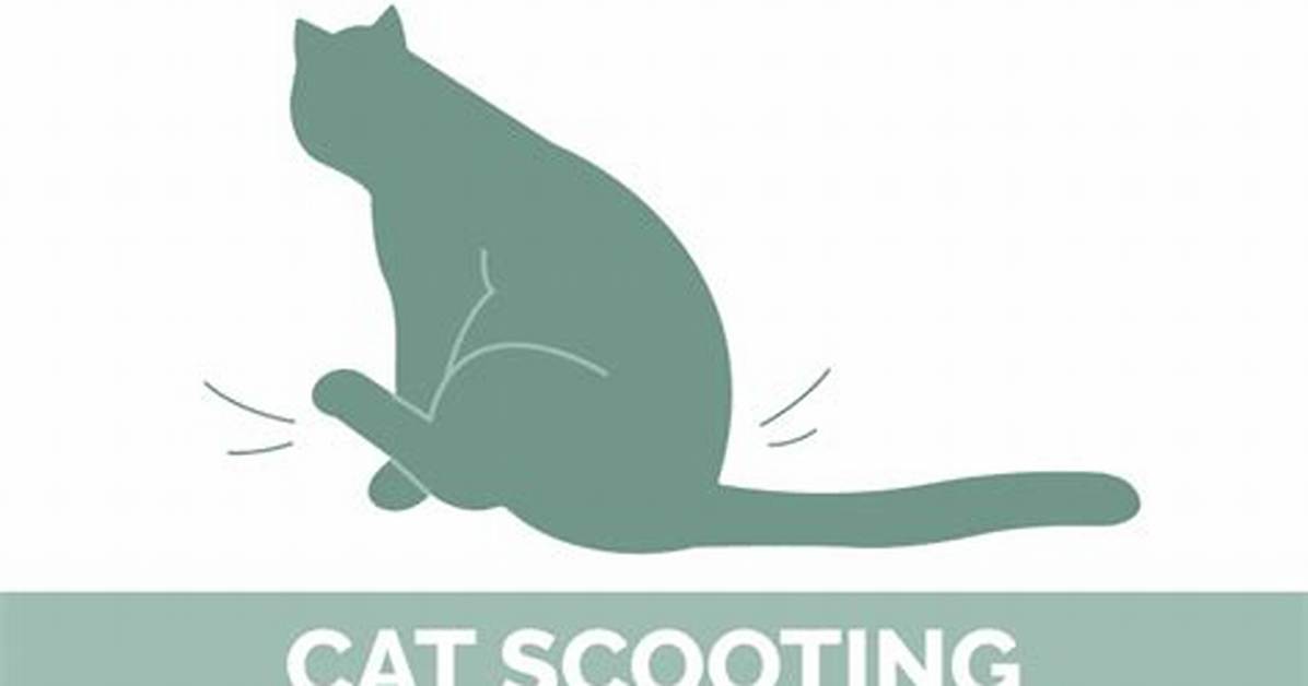 Is Cat Scooting Normal?