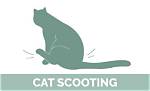 Is Cat Scooting Normal?