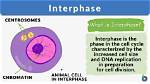 Is Cell in Interphase?