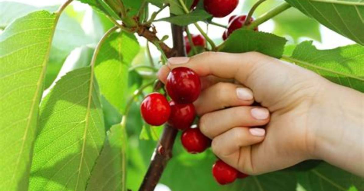 Is Cherry Picking Hard